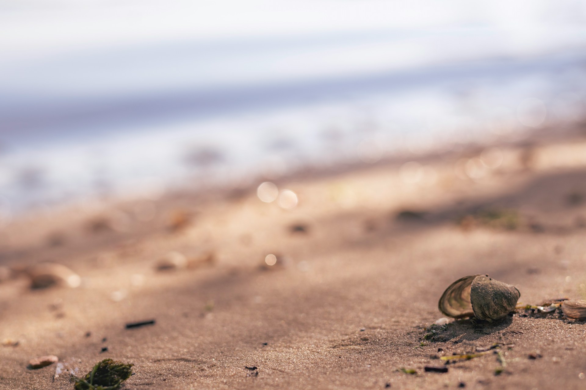 Muschel am Strand